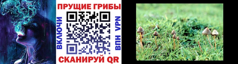 Галлюциногенные грибы прущие грибы Нестеровская